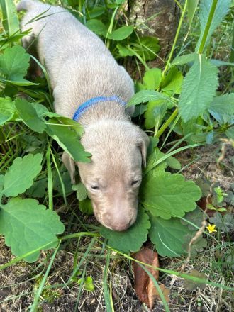 Weimaraner Welpen / reinrassig