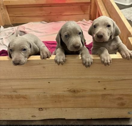 Weimaraner Welpen / reinrassig