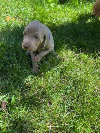Weimaraner Welpen / reinrassig