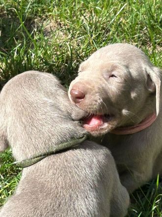 Weimaraner Welpen / reinrassig