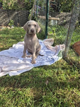 Weimaraner Welpen / reinrassig 1 Rüde / 1 Hündin