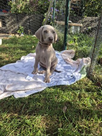 Weimaraner Welpen / reinrassig 1 Rüde / 1 Hündin