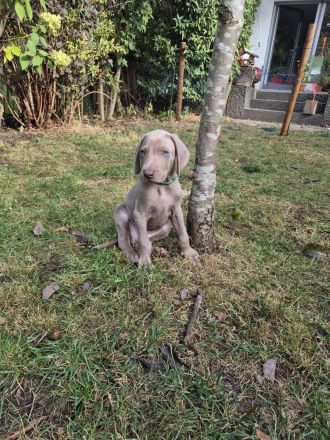 Weimaraner Welpen / reinrassig 1 Rüde / 1 Hündin