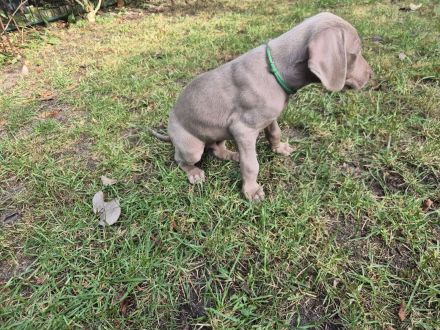 Weimaraner Welpen / reinrassig 1 Rüde / 1 Hündin