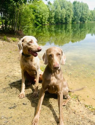 Weimaraner Welpen / reinrassig