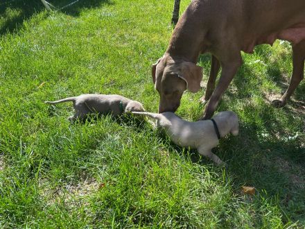 Weimaraner Welpen / reinrassig