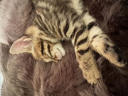 Reinrassige, tragende ‼️Bengalkatze 2 Jahre, treu, lieb, super verschmust ❣️🥰