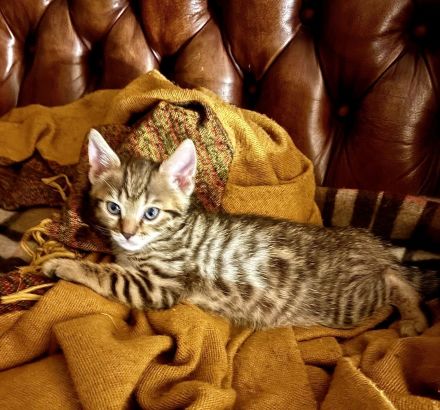 Reinrassige, tragende ‼️Bengalkatze 2 Jahre, treu, lieb, super verschmust ❣️🥰