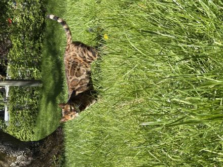 Reinrassige, tragende ‼️Bengalkatze 2 Jahre, treu, lieb, super verschmust ❣️🥰