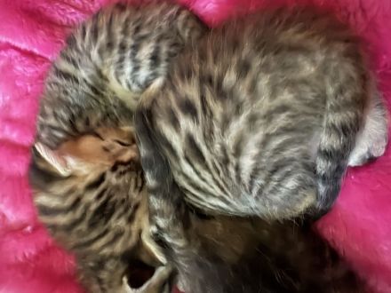 Reinrassige, tragende ‼️Bengalkatze 2 Jahre, treu, lieb, super verschmust ❣️🥰