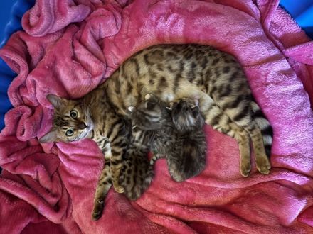 Reinrassige, tragende ‼️Bengalkatze 2 Jahre, treu, lieb, super verschmust ❣️🥰