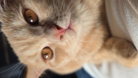 5 Monate alte BKH kitten
