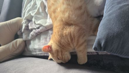 5 Monate alte BKH kitten