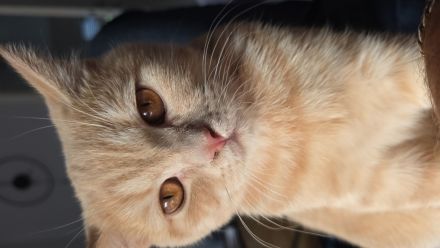 5 Monate alte BKH kitten