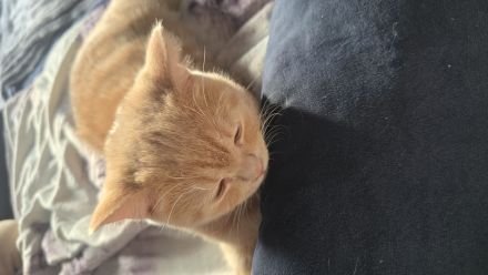 5 Monate alte BKH kitten