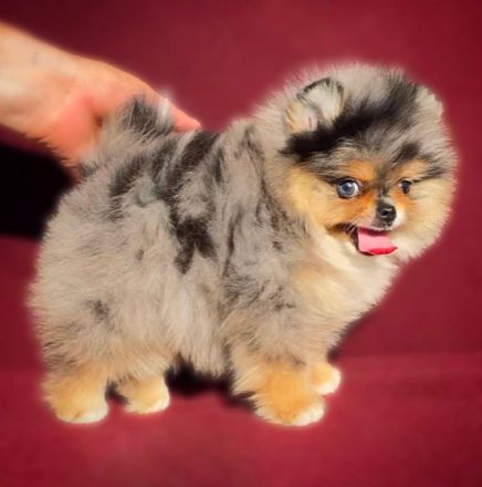 🐾 Wunderschöner männlicher Pomeranian / Zwergspitz
