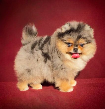 🐾 Wunderschöner männlicher Pomeranian / Zwergspitz