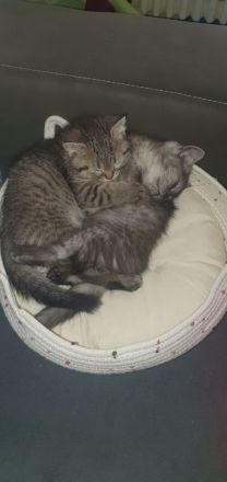 🐱 2 wunderschöne BKH/BLH-Kitten suchen liebevolles Zuhause 🏡