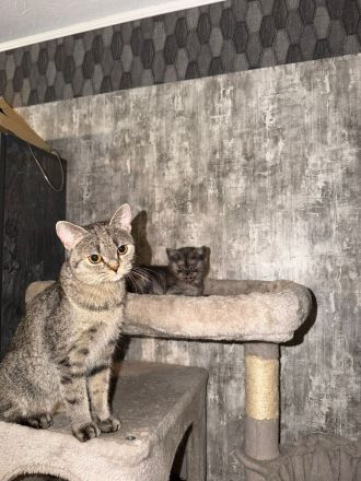 🐱 2 wunderschöne BKH/BLH-Kitten suchen liebevolles Zuhause 🏡