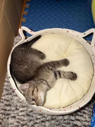 🐱 2 wunderschöne BKH/BLH-Kitten suchen liebevolles Zuhause 🏡