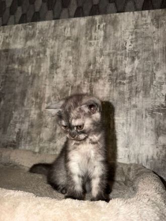 🐱 2 wunderschöne BKH/BLH-Kitten suchen liebevolles Zuhause 🏡
