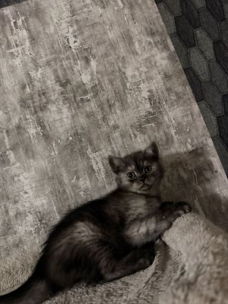 🐱 2 wunderschöne BKH/BLH-Kitten suchen liebevolles Zuhause 🏡