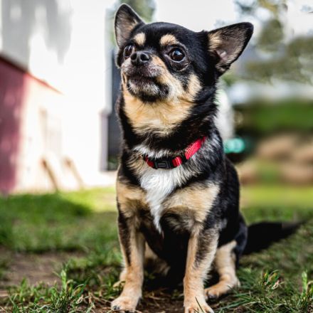 Dobby Chi