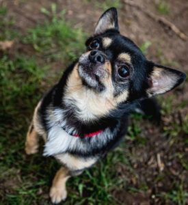 Dobby Chi