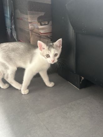 Kitten zu verkaufen
