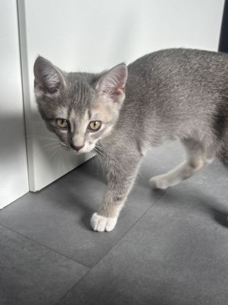 Kitten zu verkaufen