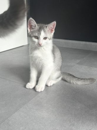 Kitten zu verkaufen