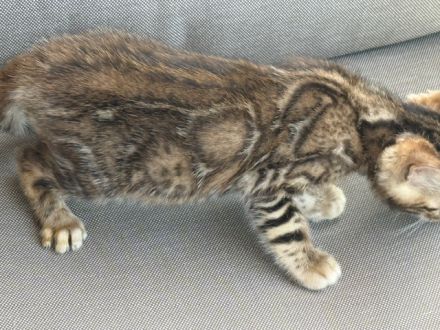 Bengal kitten in Tollen Farben Mit Stammbaum