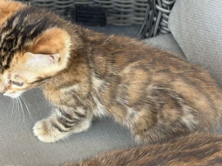 Bengal kitten in Tollen Farben Mit Stammbaum