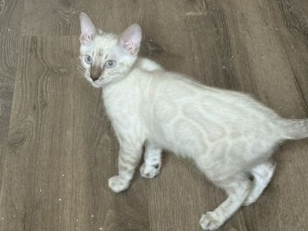 Bengal kitten in Tollen Farben Mit Stammbaum