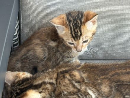 Bengal kitten in Tollen Farben Mit Stammbaum