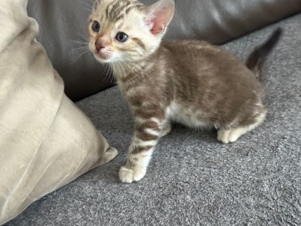 Bengal kitten in Tollen Farben Mit Stammbaum
