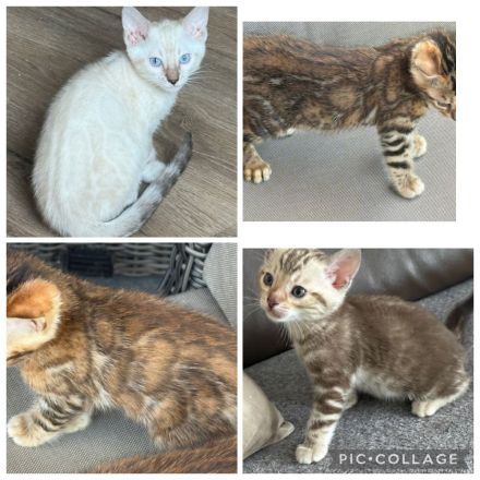 Bengal kitten in Tollen Farben Mit Stammbaum