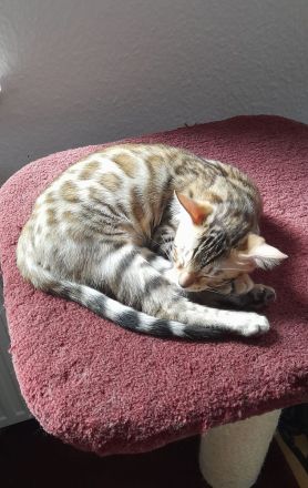Wunderschönes Bengal-Kitten-Mädchen sucht liebevolles Zuhause