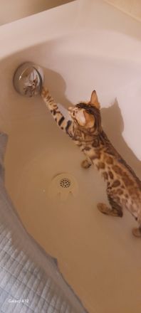 Wunderschönes Bengal-Kitten-Mädchen sucht liebevolles Zuhause