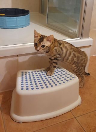 Wunderschönes Bengal-Kitten-Mädchen sucht liebevolles Zuhause