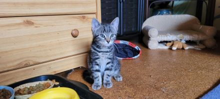 Katzenbabys Hauskatze, schwarz und im grauen Tabbymuster
