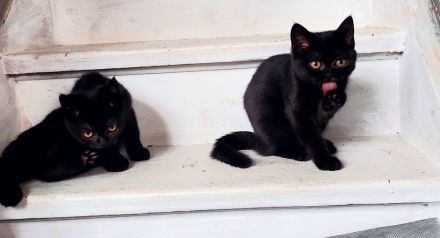 BKH Kitten