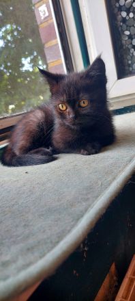 BKH Kitten