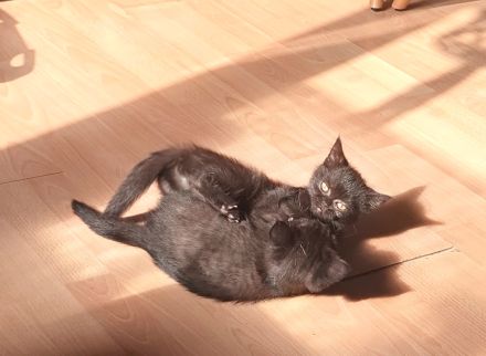 BKH Kitten