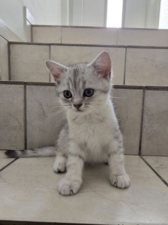 Bkh Kitten (alle Jungs)