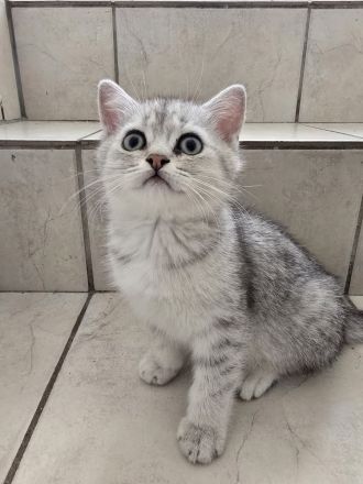 Bkh Kitten (alle Jungs)