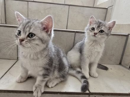 Bkh Kitten (alle Jungs)