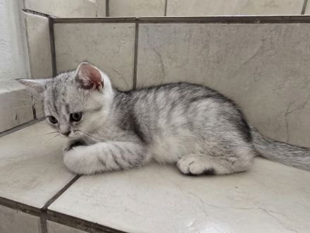 Bkh Kitten (alle Jungs)