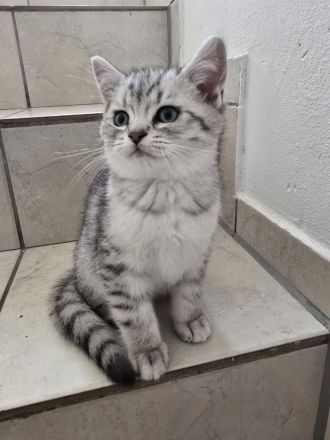 Bkh Kitten (alle Jungs)