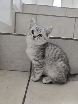 Bkh Kitten (alle Jungs)